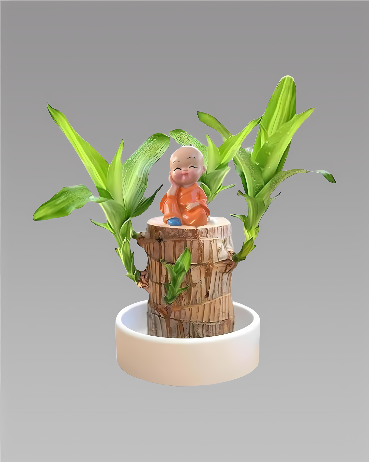 Brazilian Lucky Wood, Mini Home Plant Decorations